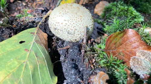 IVN neemt natuurliefhebbers mee op paddenstoelenwandeling op Landgoed De Palz