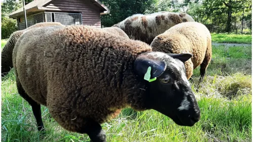 Schapen terug in dierenweide Batau-Zuid: protest redde eerder alle dierenweides van sluiting