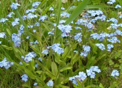 ‘Wat groeit of leeft daar in Nieuwegein’