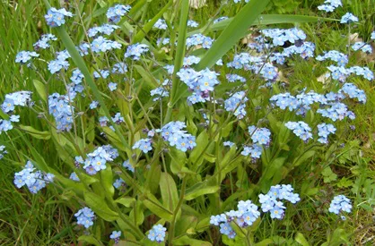 ‘Wat groeit of leeft daar in Nieuwegein’