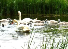 ‘Wat groeit of leeft daar in Nieuwegein’