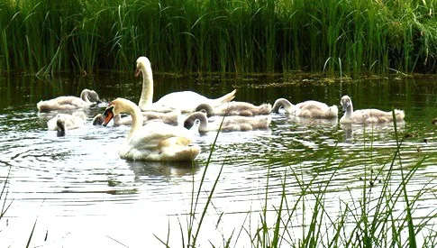 ‘Wat groeit of leeft daar in Nieuwegein’