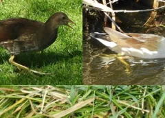 ‘Wat groeit of leeft daar in Nieuwegein’