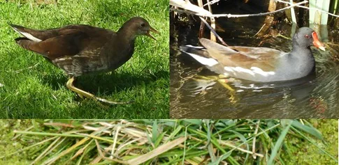 ‘Wat groeit of leeft daar in Nieuwegein’