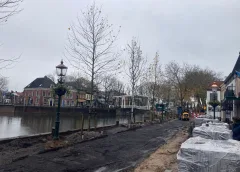 Nieuwe rij bomen in Vreeswijk geplant: Dorpsstraat huilt opnieuw, dit keer van blijdschap