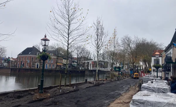 Nieuwe rij bomen in Vreeswijk geplant: Dorpsstraat huilt opnieuw, dit keer van blijdschap