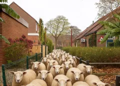 ‘De Schaapweide’