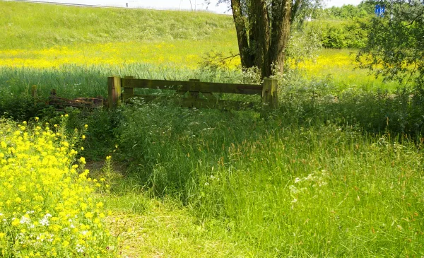 Dichter Ton de Gruijter bericht: ‘de groeiende stad’