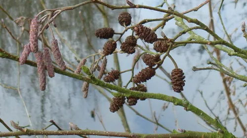 IVN wandeling: Bomen in Park Oudegein