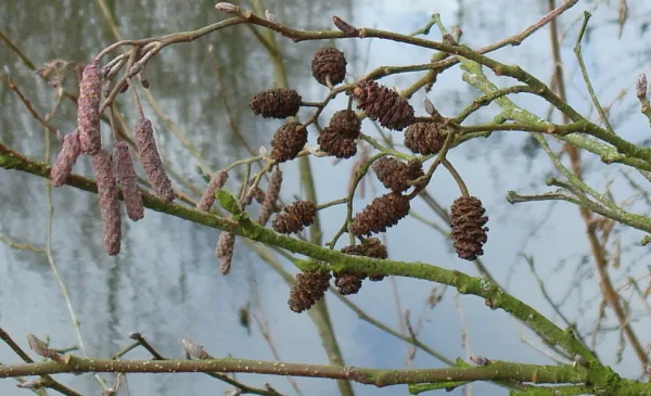 IVN wandeling: Bomen in Park Oudegein