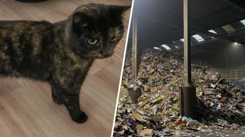 Vermiste poes Marley uit Nieuwegein duikt op tussen oud papier in Utrecht