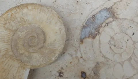 Fossielen spotten in Cityplaza: Stefan Garstman laat je anders kijken