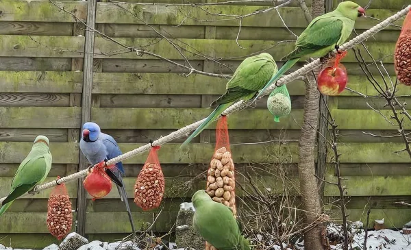 ‘Foto van de week’