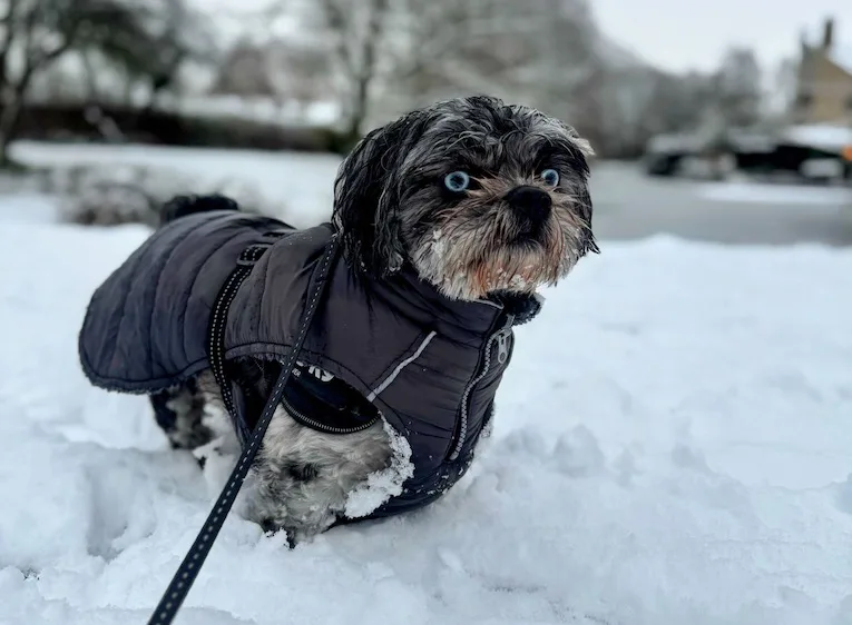 Hond van Tjennie Lookers in de sneeuw
