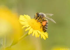 Lezing over de honingbij in het Natuurkwartier