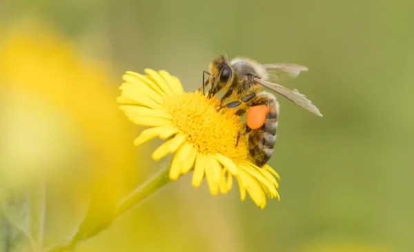 Lezing over de honingbij in het Natuurkwartier
