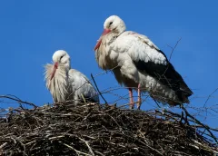 Eerste teken van de lente, de ooievaars zijn weer thuis