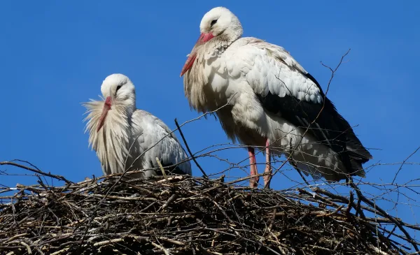 Eerste teken van de lente, de ooievaars zijn weer thuis
