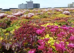 Nieuwegein zoekt verborgen groen, van stoepplant tot veldje met verhaal