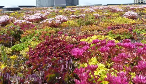 Nieuwegein zoekt verborgen groen, van stoepplant tot veldje met verhaal
