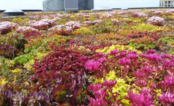 Nieuwegein zoekt verborgen groen, van stoepplant tot veldje met verhaal