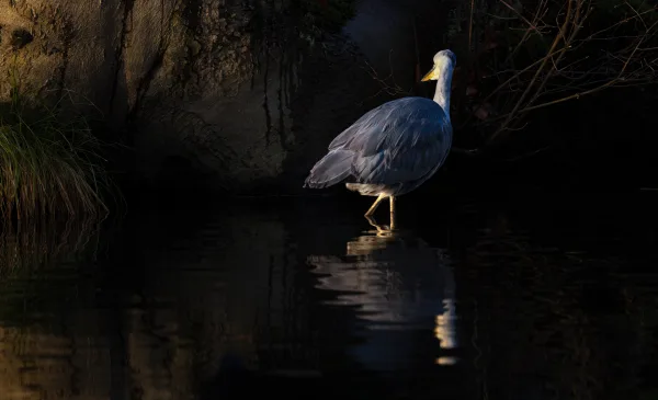 Fotogein laat DE KOM oplichten met ‘Bijzonder Licht’