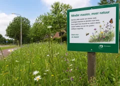 Nieuwegein legt natuurregels vast: minder maaien past in bredere koers voor groenbeheer