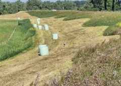 Lekdijk bij Nieuwegein bewust gefaseerd gemaaid voor biodiversiteit