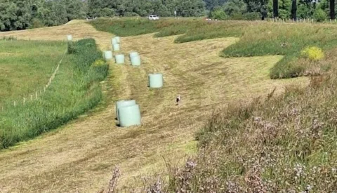 Lekdijk bij Nieuwegein bewust gefaseerd gemaaid voor biodiversiteit