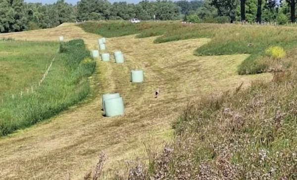 Lekdijk bij Nieuwegein bewust gefaseerd gemaaid voor biodiversiteit