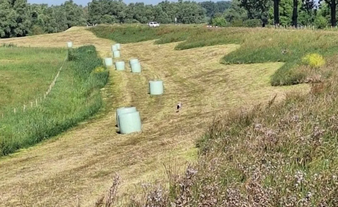 Gefaseerd gemaaide Lekdijk bij Nieuwegein, met golvende banen kort gras en stukken ongemaaide vegetatie met bloemen