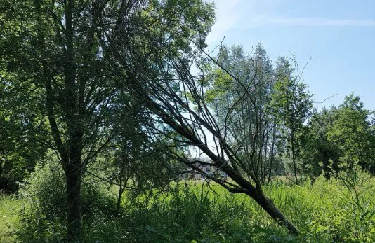 Rundubos