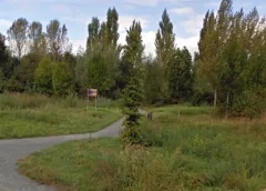 Drie dode bomen weg uit Rundubosje, gemeente werkt aan beheerplan voor geliefd stukje Galecop