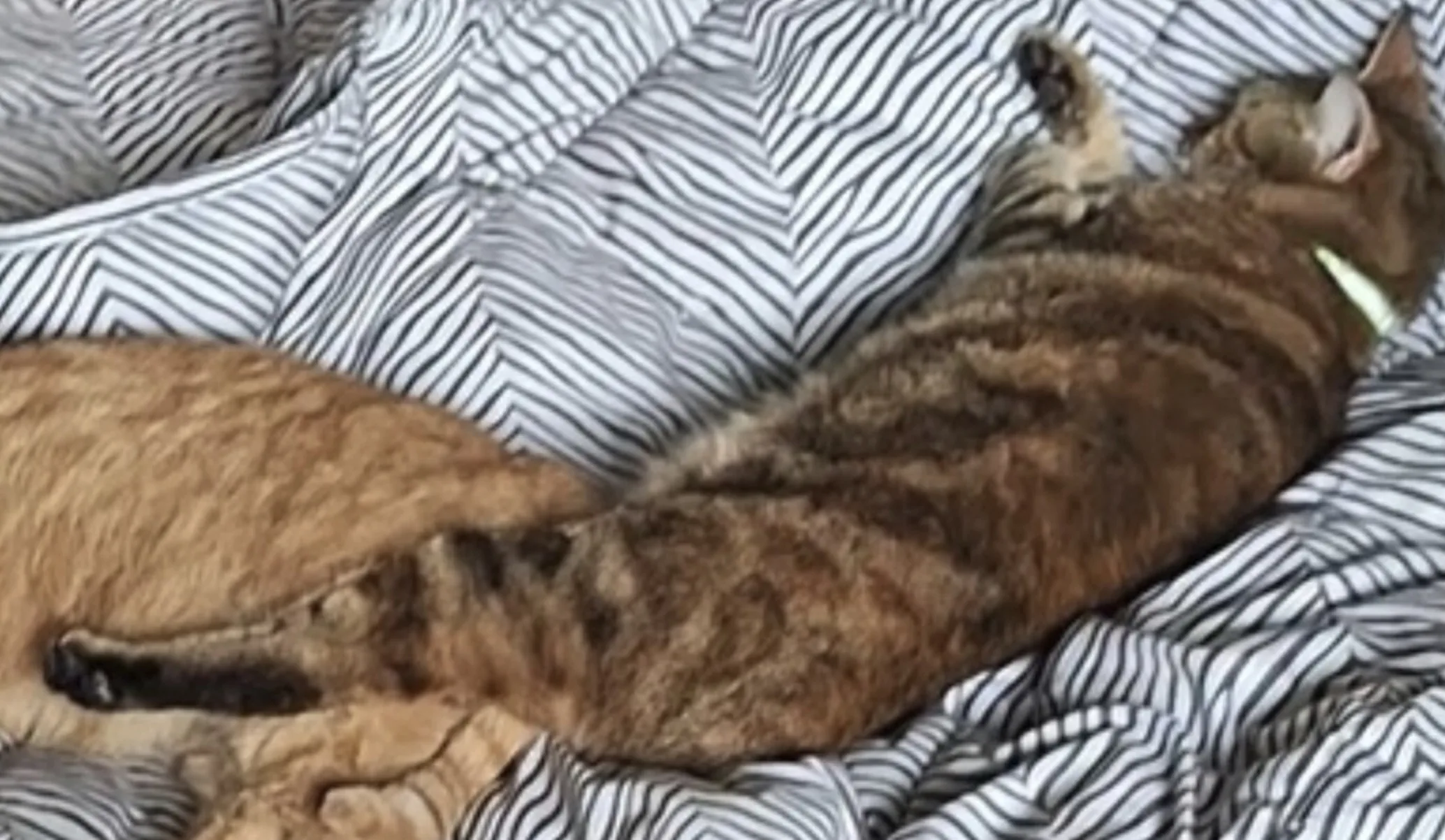 Poes Pipa