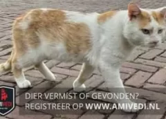 Vier katten vermist in Nieuwegein, ook jonge fret en grasparkiet gevonden