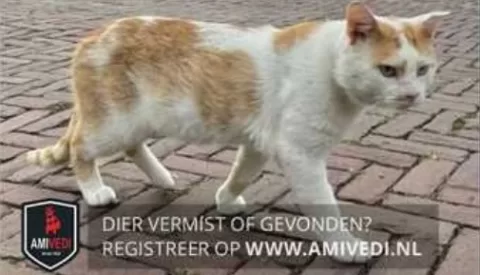 Vier katten vermist in Nieuwegein, ook jonge fret en grasparkiet gevonden