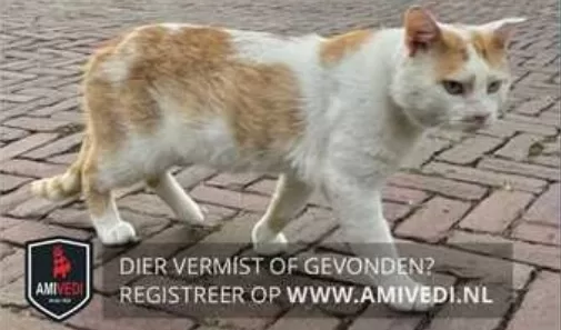 Vier katten vermist in Nieuwegein, ook jonge fret en grasparkiet gevonden