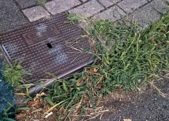 Bewoners Wijkersloot storen zich aan wildgroei rond putten en stoepen